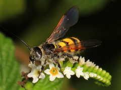Dielis trifasciata