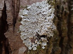 Kashiwadia orientalis