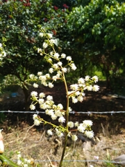Mimosa colombiana