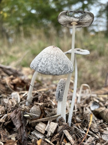 Hare's foot inkcap