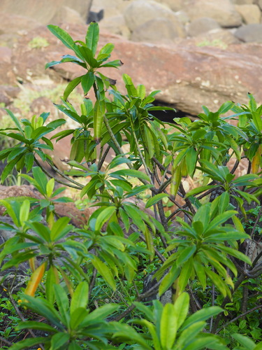 Cerbera manghas