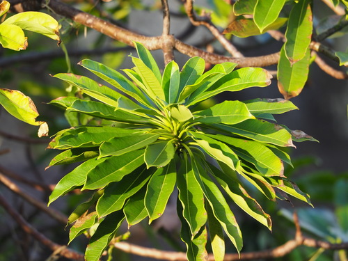 Cerbera manghas