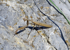 Mantis religiosa
