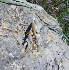 Mantis religiosa