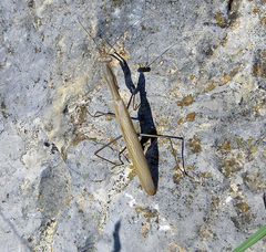 Mantis religiosa