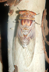 Thopha sessiliba