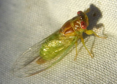 Palapsalta ligneocauda