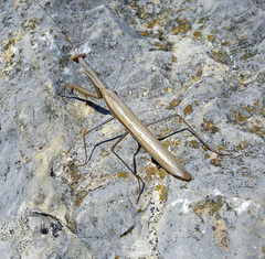 Mantis religiosa