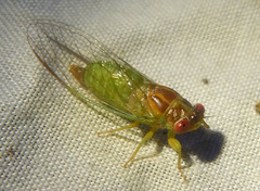 Palapsalta ligneocauda