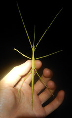 Tropidoderus gracilifemur