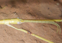 Tropidoderus gracilifemur