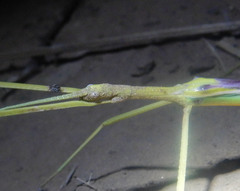 Tropidoderus gracilifemur