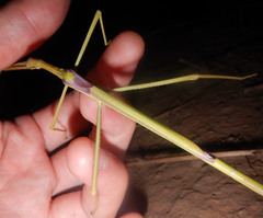 Tropidoderus gracilifemur