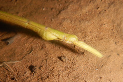 Tropidoderus gracilifemur