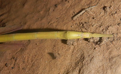 Tropidoderus gracilifemur