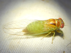 Palapsalta ligneocauda