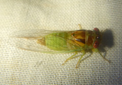 Palapsalta ligneocauda