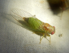 Palapsalta ligneocauda