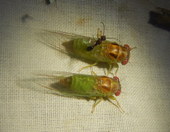 Palapsalta ligneocauda