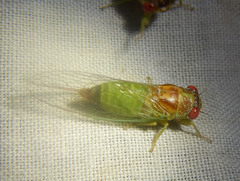 Palapsalta ligneocauda