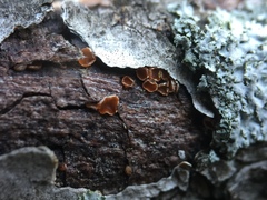 Orbilia carpoboloides