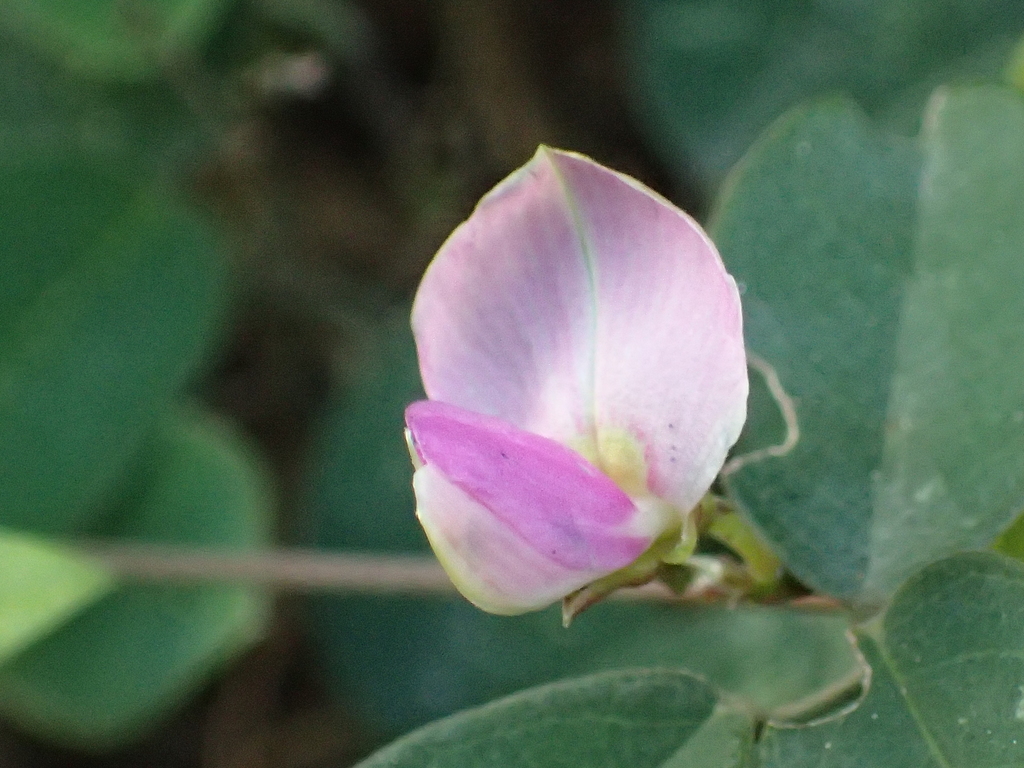 Galactia tashiroi