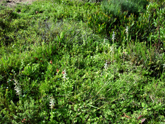 Lachenalia perryae