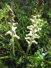 Lachenalia perryae