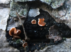 Orbilia carpoboloides