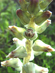 Lachenalia perryae