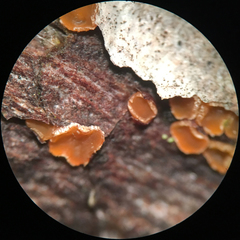 Orbilia carpoboloides