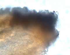 Orbilia carpoboloides