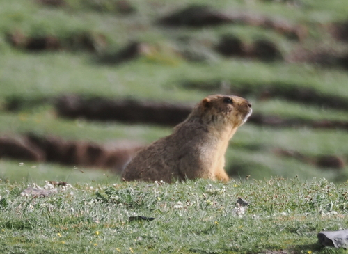 Himalayan Marmot