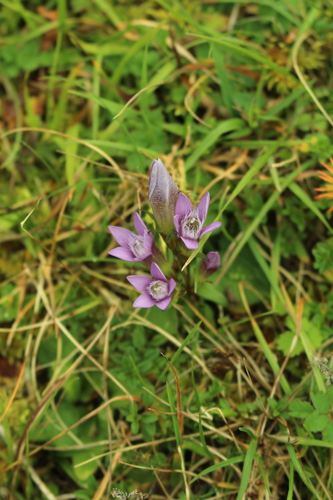 Chiltern gentian (Gentianella germanica)