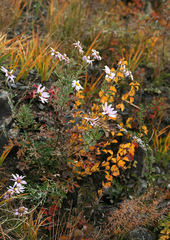 Chrysanthemum sinuatum