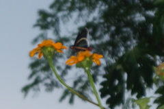 Mysoria affinis