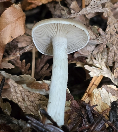 Owingsia PNW01 graham.jpg