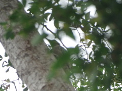 Melanerpes chrysogenys