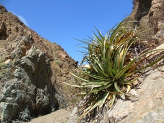 Puya boliviensis