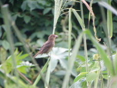 Cyanocompsa parellina