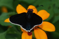 Mysoria affinis