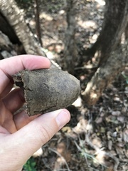 Hymenaea stigonocarpa