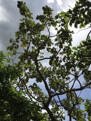 Hymenaea stigonocarpa