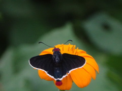 Mysoria affinis