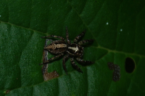 Saltarina negra y blanca