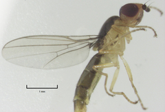 Chlorops occipitalis