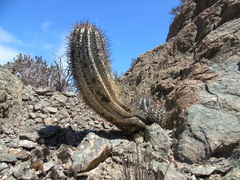 Copiapoa atacamensis