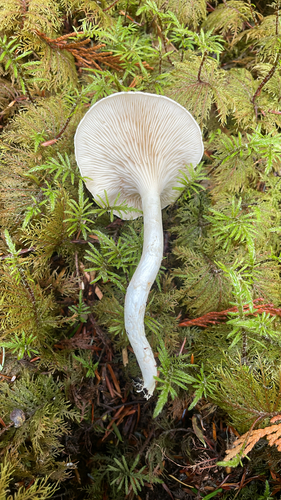 Owingsia PNW01 graham.jpg