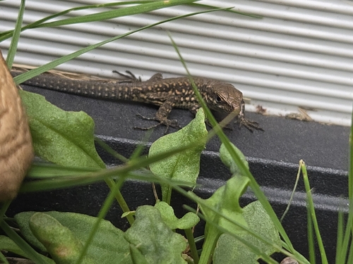 Common Wall Lizard