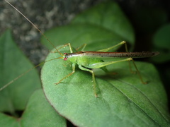 Xiphidiopsis subpunctata